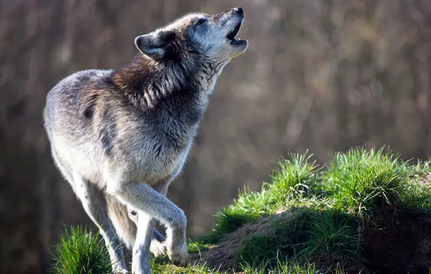 Wolves, foxes and jackals are coming to our cities – what you need to know about it and what is the threat to people