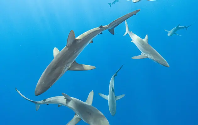 Шелковая акула преодолела почти 30 тысяч километров