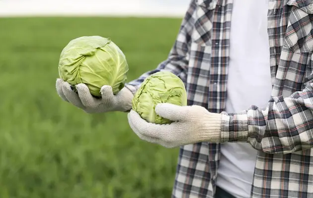 Дешевле на 20%: в Украине снизилась цена на молодую капусту