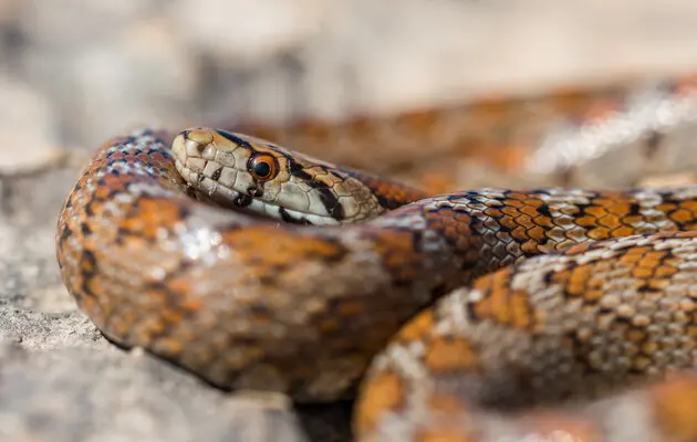 Важно знать: как защититься от укусов змей