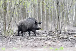 Чорнобильські кабани досі радіоактивні: справа не лише в аварії на ЧАЕС