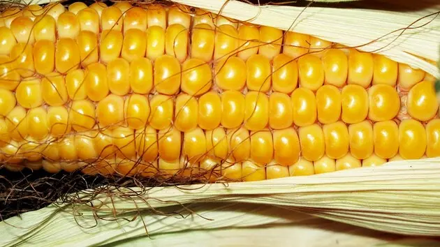 У украинской кукурузы наблюдаются рекордные показатели экспорта: эксперты объяснили, с чем это связано