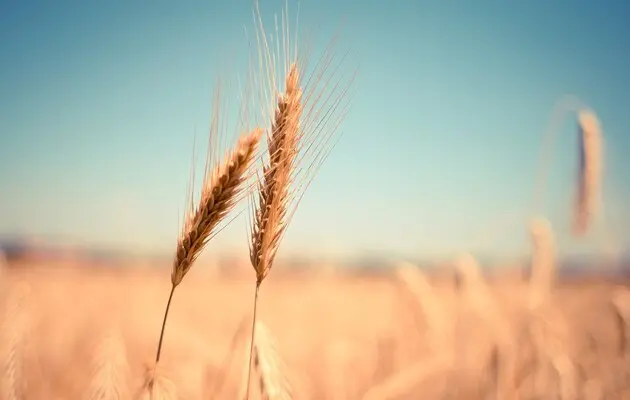ФАО очікує злет виробництва та споживання зерна у світі цього року 