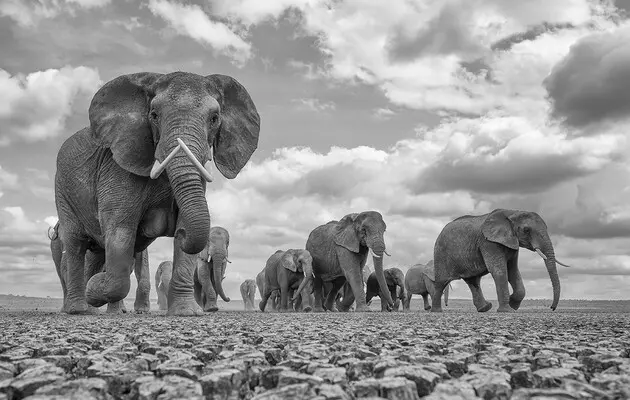 Слони, як люди, називають один одного на ім'я – дослідження