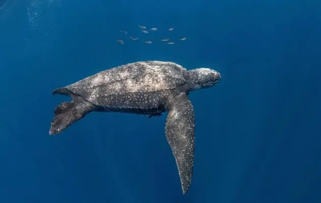 Шкіряна черепаха встановила новий рекорд з глибини занурення