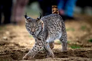 Одна из самых редких кошек в мире больше не под угрозой исчезновения