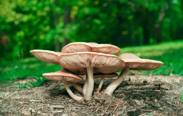 Отравления грибами: как защититься