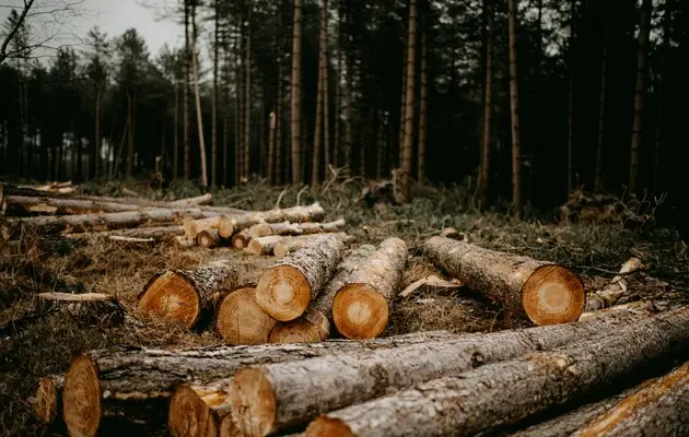 Зараз працівники отримують у десять разів більше повісток, ніж торік — гендиректор «Лісів України»