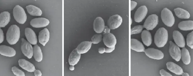 Як на початку постапокаліптичного фільму: грибкові патогени почали небезпечно мутувати
