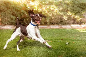 Аномальна спека: як допомогти домашнім улюбленцям