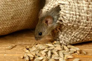 Небезпечна хвороба: як уберегтися від лептоспірозу