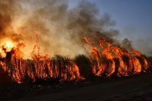 Чрезвычайный уровень пожарной опасности, включая Киев, объявлен по Украине