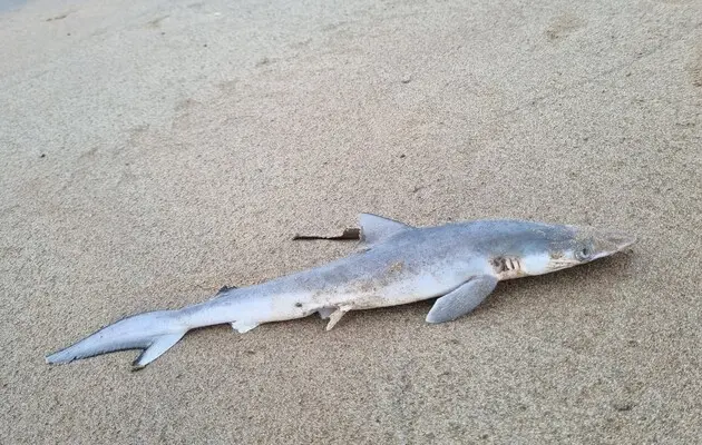 У побережья Бразилии обнаружили «кокаиновых акул»