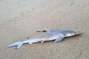 У побережья Бразилии обнаружили «кокаиновых акул»