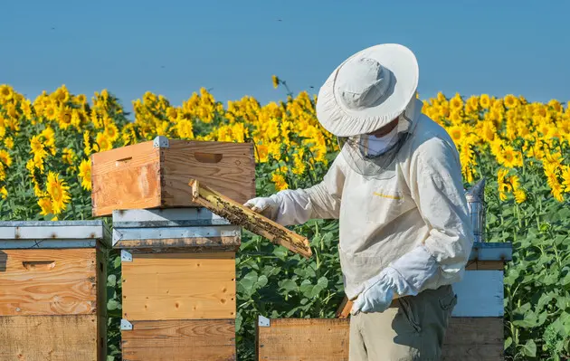 Україна продає в Європу щороку до 55 тисяч тонн меду – Мінагрополітики