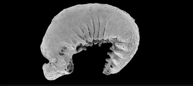 Найдена окаменелость возрастом 520 миллионов лет с сохранившимся мозгом и кишечником