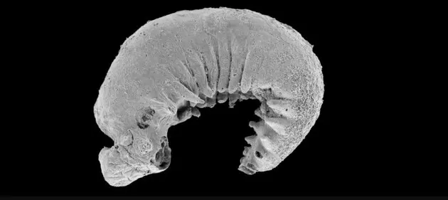 Вік личинки становить 520 мільйонів років