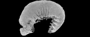 Найдена окаменелость возрастом 520 миллионов лет с сохранившимся мозгом и кишечником