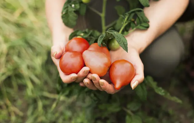Цены на помидоры снизились: сколько они стоят
