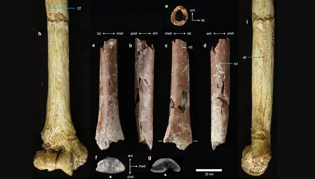 Ученые нашли самую маленькую кость древнего человека