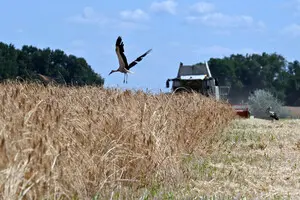 Summertime Hell: As Millions of Tons of Grain are Lost, Farmers Pin Hopes on High Prices