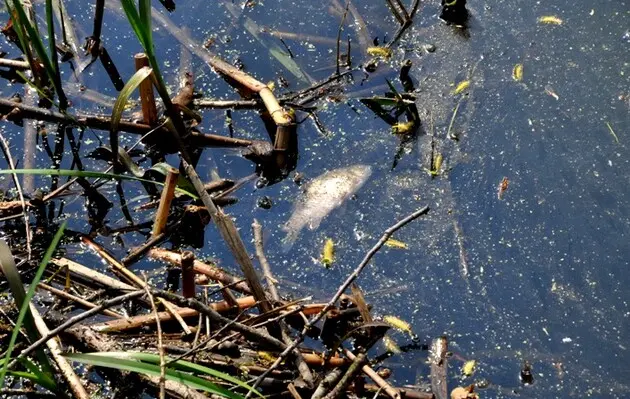 Фото иллюстративное