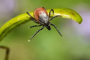 В Китае нашли новый вирус, способный поражать мозг