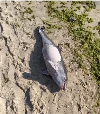 В Черном море из-за вражеского российского флота и бомбардировок продолжают гибнуть дельфины