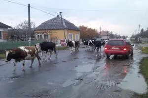 Село и люди. Что должно сделать государство, чтобы спасти сельские громады от исчезновения