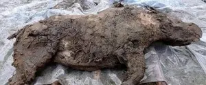 Ученые нашли мумию детеныша шерстистого носорога возрастом 32 тысячи лет