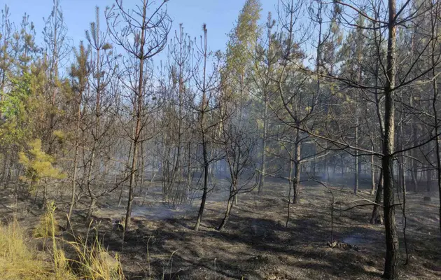 На конференції з екології у Гельсінкі Шмигаль назвав цифру збитків, нанесених Росією українським екосистемам