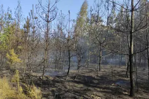 На конференції з екології у Гельсінкі Шмигаль назвав цифру збитків, нанесених Росією українським екосистемам