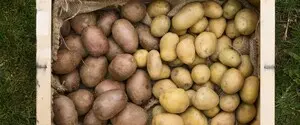Цены на картофель: могут ли они вырасти до 50 грн за килограмм