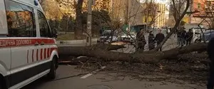 У Києві дерево впало на жінку – сильний вітер спричинив трагедію