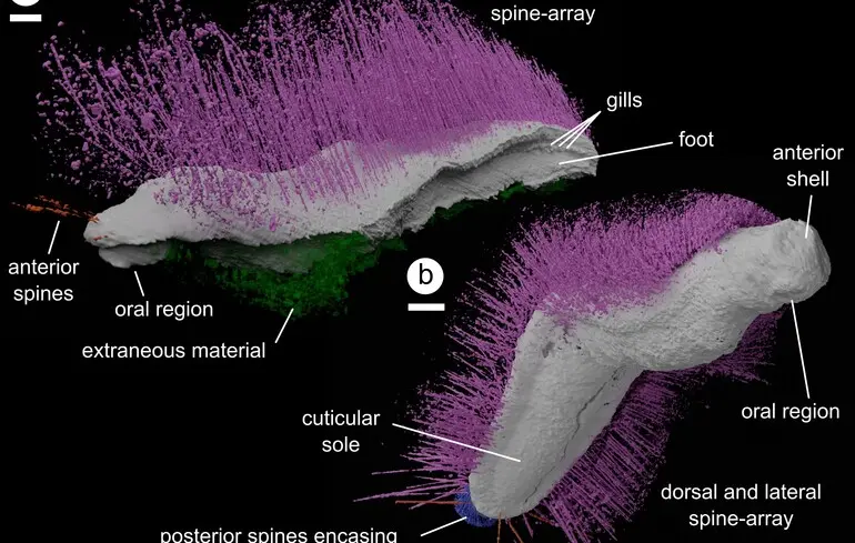 Вчені назвали молюсків Панк та Емо