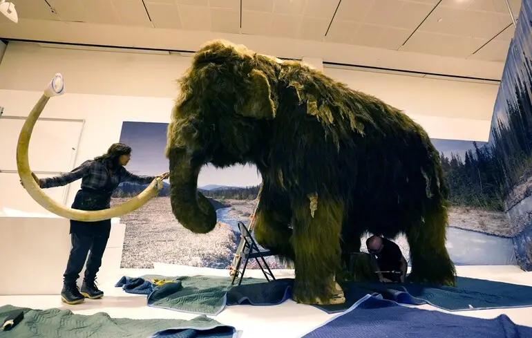 Шерстистий мамонт в Американському музеї природознавства в Нью-Йорку