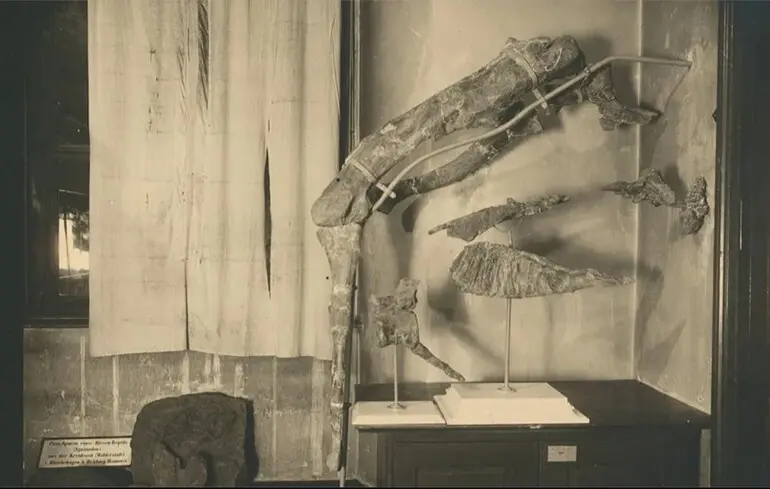 Ученые идентифицировали новый вид динозавров по фото