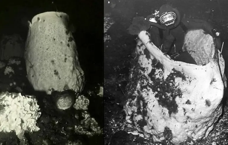 Губки из Антарктиды могут быть самыми древними существами на Земле