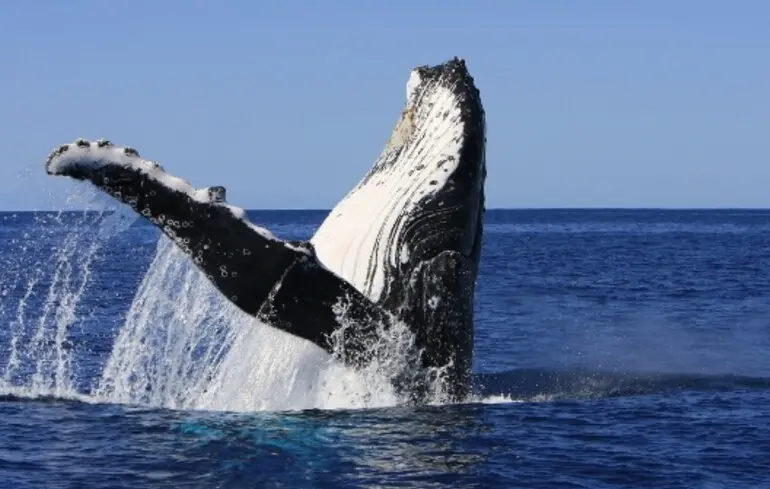 Пісні китів виявилися схожими на людську мову
