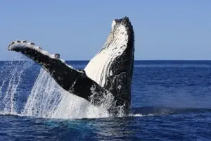 Вчені виявили «лякаючу» схожість між співом китів і мовою людей