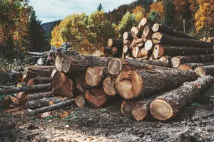 НАПК дало рекомендации, чтобы устранить коррупционные риски в лесном хозяйстве