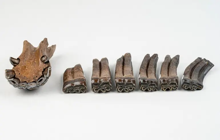 Вчені знайшли кістки 500 тварин