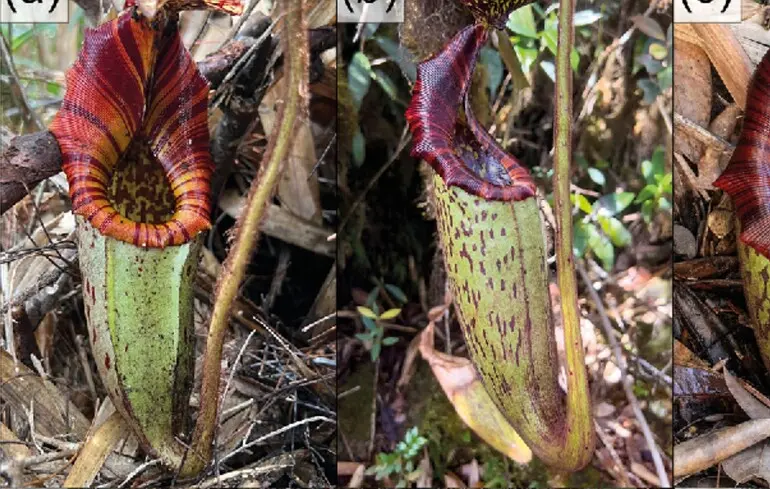 Вчені знайшли нову м'ясоїдну рослину