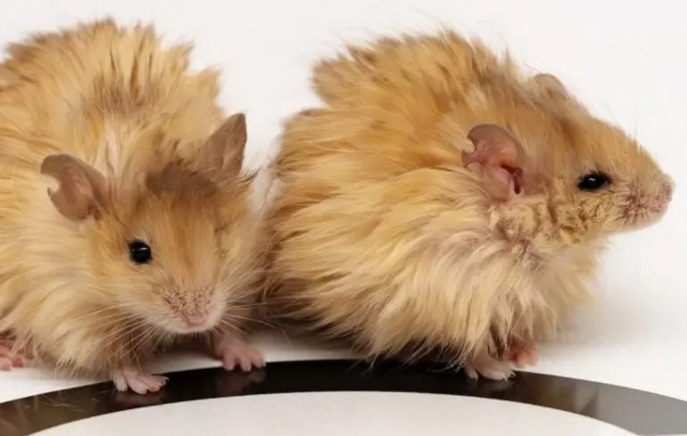 Ученые создали шерстистых мышей