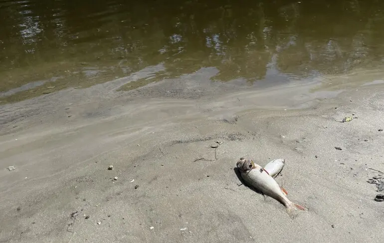 Свинокомплекс на Полтавщині забруднює довкілля: що має зробити держава для вирішення проблеми 