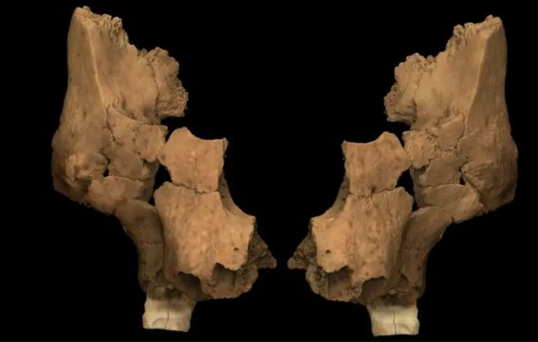 Вчені знайшли останки найдавнішої людини, яка жила в Західній Європі