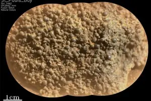 Не похож ни на что другое: на Марсе нашли новый необычный камень