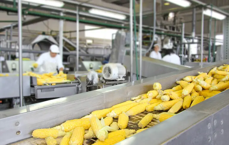 Українські виробники кукурудзи можуть замінити американських через нові тарифи Трампа - Reuters 