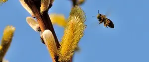 Началась Вербная неделя