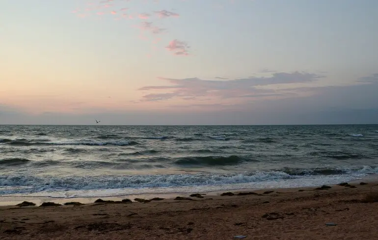 В Азовском море зафиксировали мор рыбы и крабов